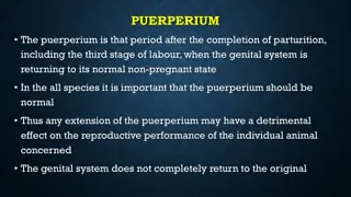 Puerperium and Uterine Involution Process