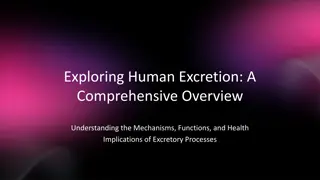 Human Excretion: A Comprehensive Overview