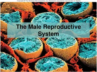 The Male Reproductive System and Puberty Changes