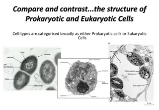 Contrasting Prokaryotic and Eukaryotic Cell Structures