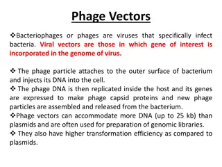 Phage Vectors and Bacteriophage Infection