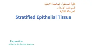 Various Types of Stratified Epithelial Tissues