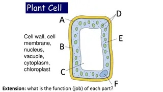 Plant Cell Structures and Functions