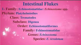 Intestinal Flukes: Echinostoma and Paramphistomum Species