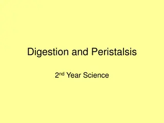 Digestion, Peristalsis, and Enzymes in Science Education