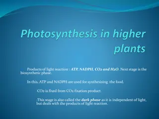 Photosynthesis Process: Calvin Cycle and Biosynthetic Phase