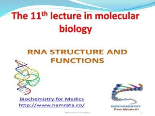 Role of RNA Molecules in Gene Expression Process Explained