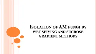 Isolation of Fungi by Wet Sieving and Sucrose Gradient Methods