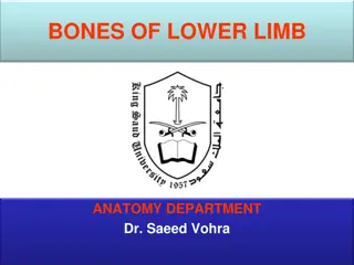 Bones of Lower Limb Anatomy Overview and Features