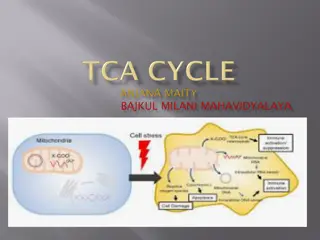 The TCA Cycle in Aerobic Organisms
