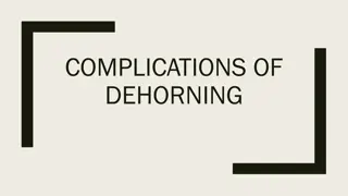 Complications of Dehorning in Livestock
