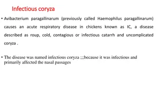 Avibacterium Paragallinarum: Causes, Symptoms, and Management in Chickens