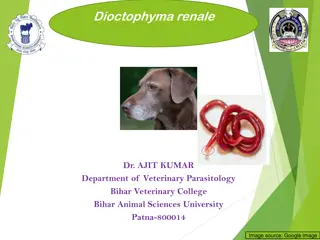 Dioctophyma Renale: Largest Nematode of Domestic Animals