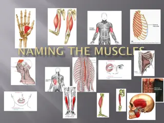 Muscles: Origins, Insertions, and Naming Conventions
