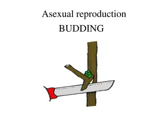 Budding in Plants: Asexual Reproduction Process Explained