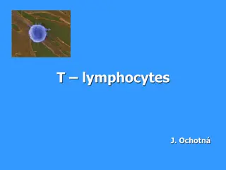 T-Lymphocytes: Functions and Development Process