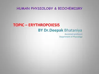 Erythropoiesis in Human Physiology