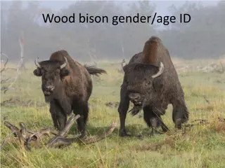 Bison Gender and Age Identification Guide