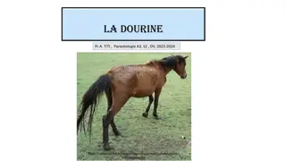 La Dourine: Parasitic Disease Affecting Horses and Other Equids