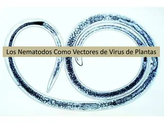 Nematodes as Vectors of Plant Viruses