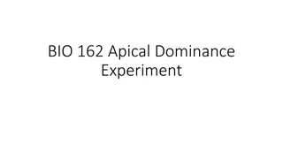 Apical Dominance and Auxin in Plant Growth