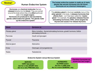 Human Endocrine System and Blood Glucose Regulation