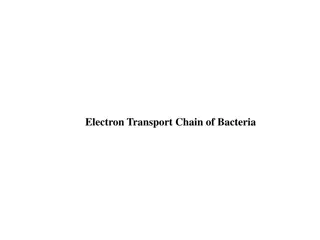 Electron Transport Chain in Bacteria