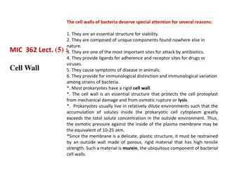 Importance of Bacterial Cell Walls: Structure and Function