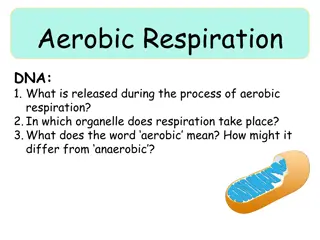Aerobic Respiration and Energy Release in Cells