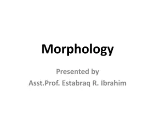 Morphology