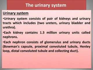 Essential Guide to the Urinary System and Urination
