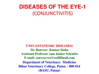 Veterinary Insights: Understanding Conjunctivitis in Animals