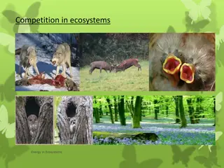 Competition and Energy Dynamics in Ecosystems