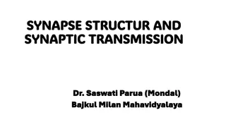 Synapse Structure, Function, and Transmission