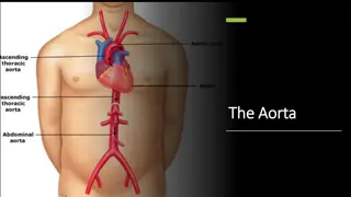 The Aorta and Its Function in the Human Body