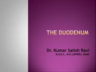 The Duodenum and Its Relationships