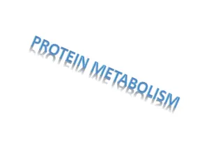 Role of Amino Acids in Protein Synthesis and Digestion Process