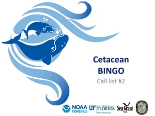 Discover Cetaceans Through this Exciting Bingo Call List!