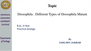 Exploring Drosophila Mutant Types at Mohanlal Sukhadiya University, Udaipur