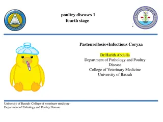 Pasteurellosis and Fowl Cholera in Poultry Diseases