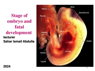 Prenatal Development and Fertilization Process Explained
