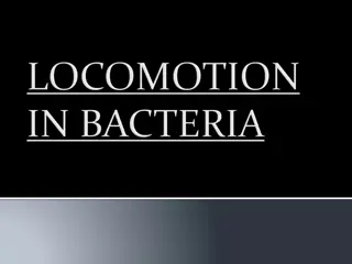Flagellar Movement in Bacteria: Structure, Synthesis, and Mechanism