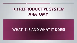Reproductive System Anatomy and Function