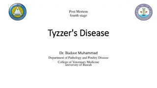 Tyzzer's Disease in Poultry and Rodents