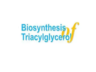 Triglyceride Synthesis and Significance