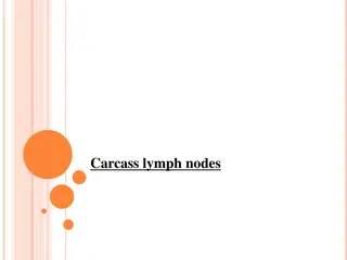 Carcass Lymph Nodes and Their Importance in Meat Hygiene