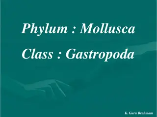 Exploring Mollusca: Gastropoda Class by K. Guru Brahmam