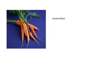 Root Types: Conical, Tap, Fusiform, Napiform, Adventitious - Explained with Images
