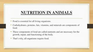 Nutrition in Animals: The Digestive Process Explained