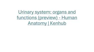 Overview of Urinary System Organs and Functions
